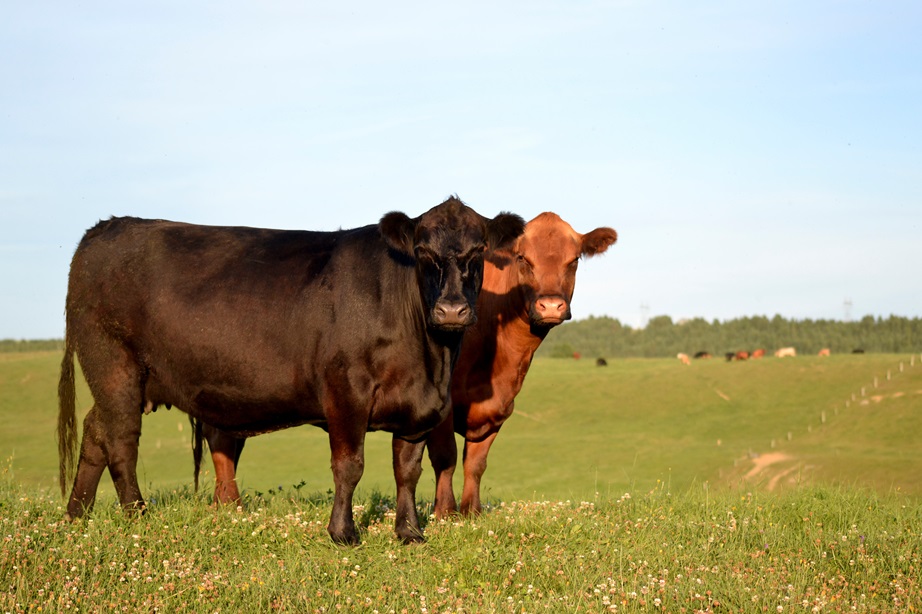 Aberdeen Angus